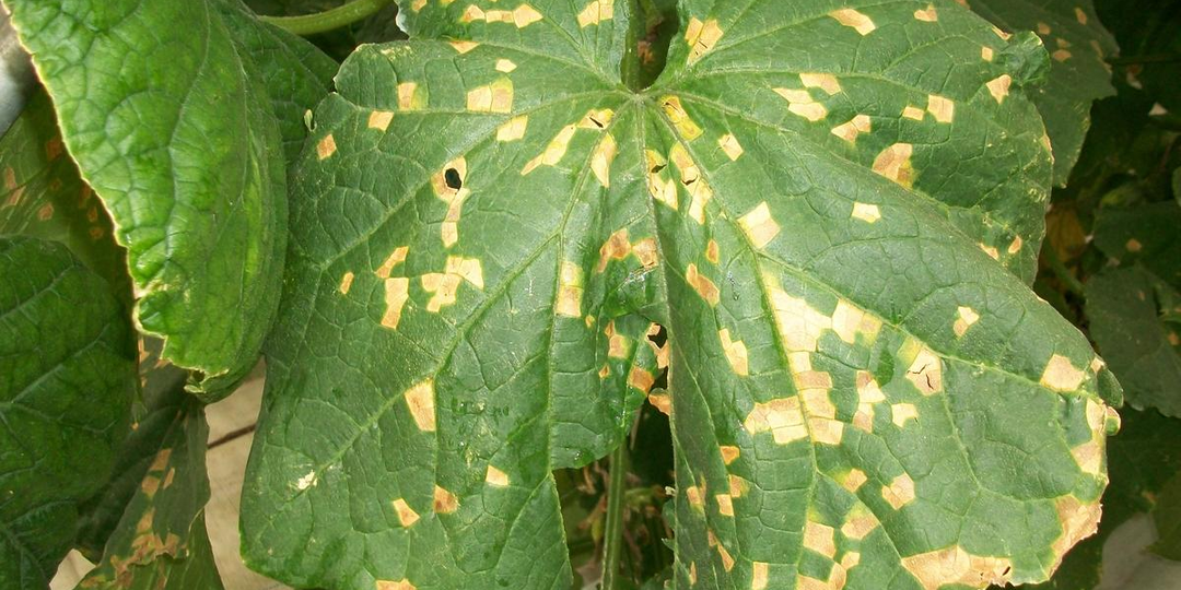 Пероноспороз у огурцов в июле: причины, симптомы и методы борьбы