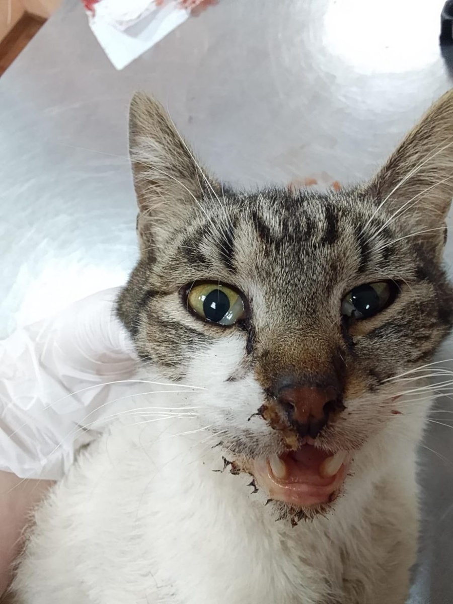 Макс и его кошмарное состояние ротовой полости