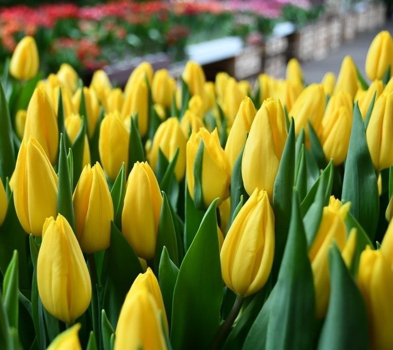 Зеленыйопт.рф