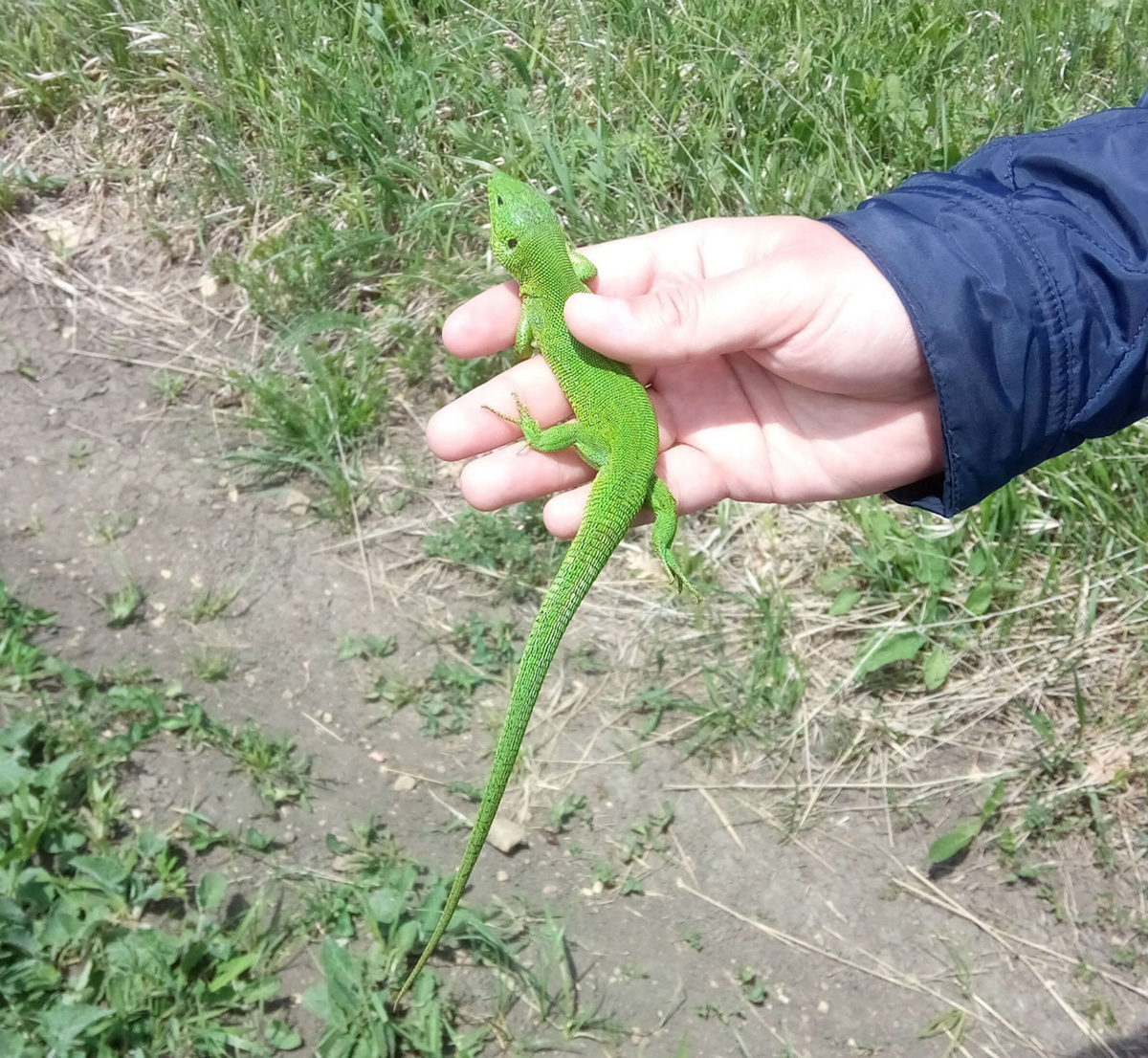 Самец зелёной ящерицы, местный обитатель горы Бештау