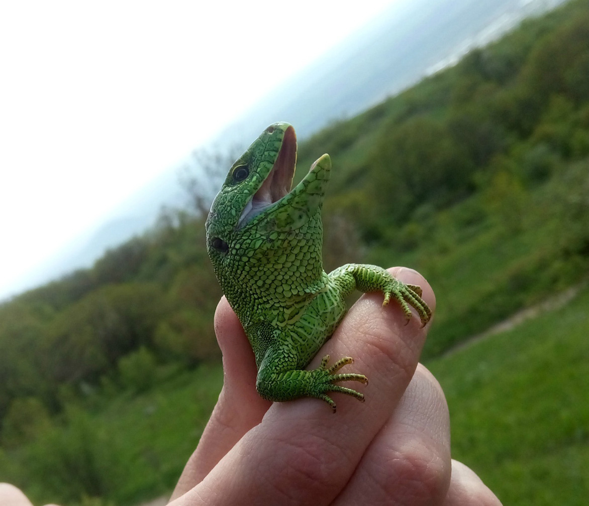 Самец зелёной ящерицы