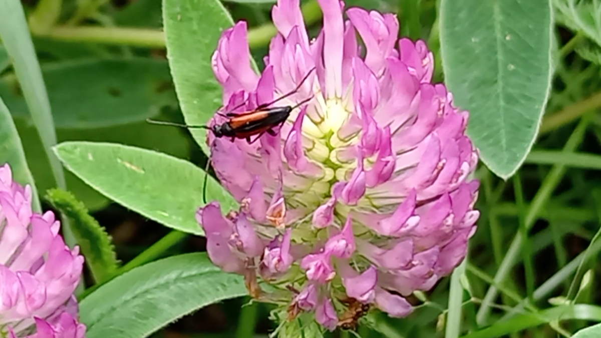 Клевер красный