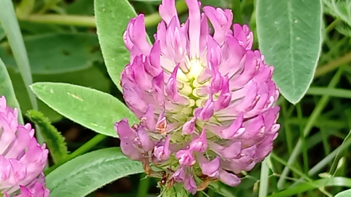 Клевер красный