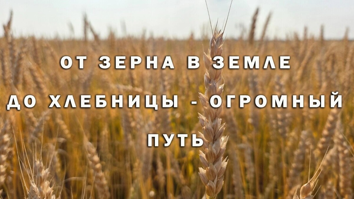     Автор: KubanPress Источник: kubanpress.ru