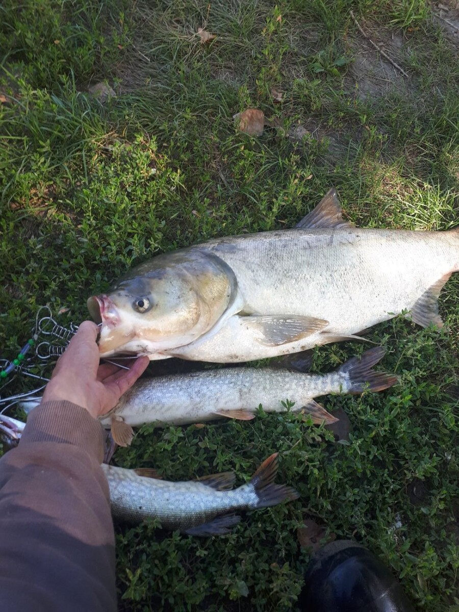    Какую рыбу ловят в Алтайском крае. Источник: Алтайское Рыболовное Сообщество / Vk.com