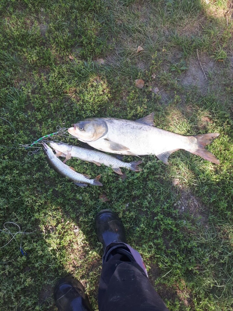    Какую рыбу ловят в Алтайском крае. Источник: Алтайское Рыболовное Сообщество / Vk.com