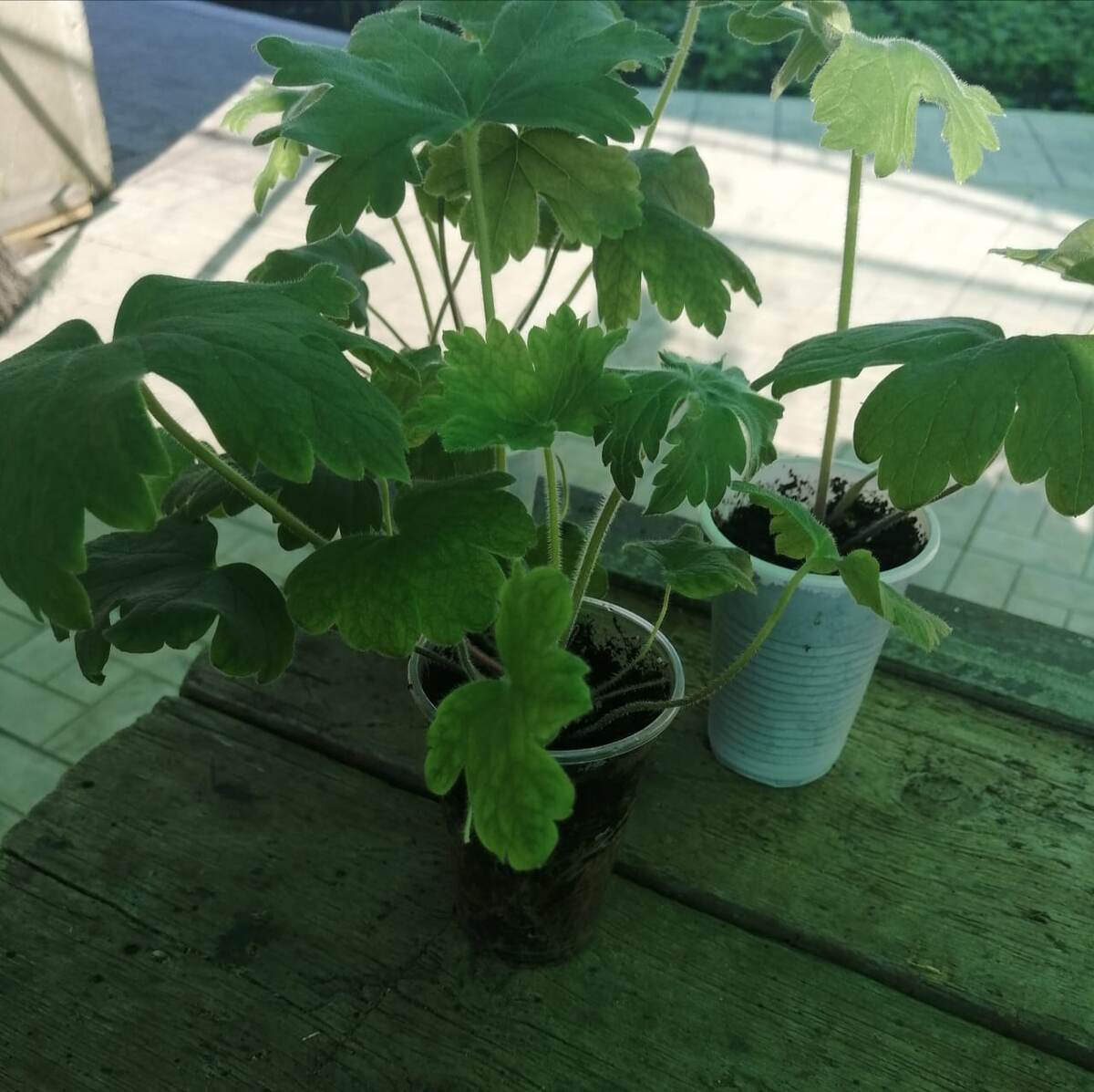 Рассада дельфиниума.