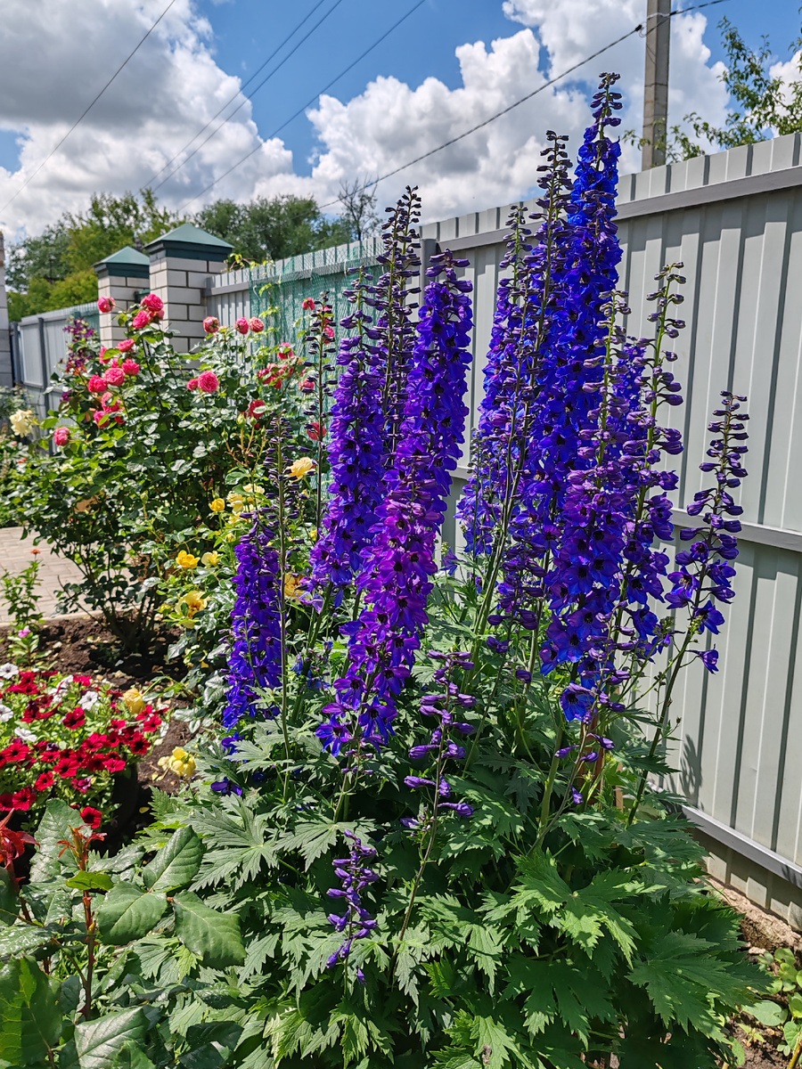 Дельфиниум