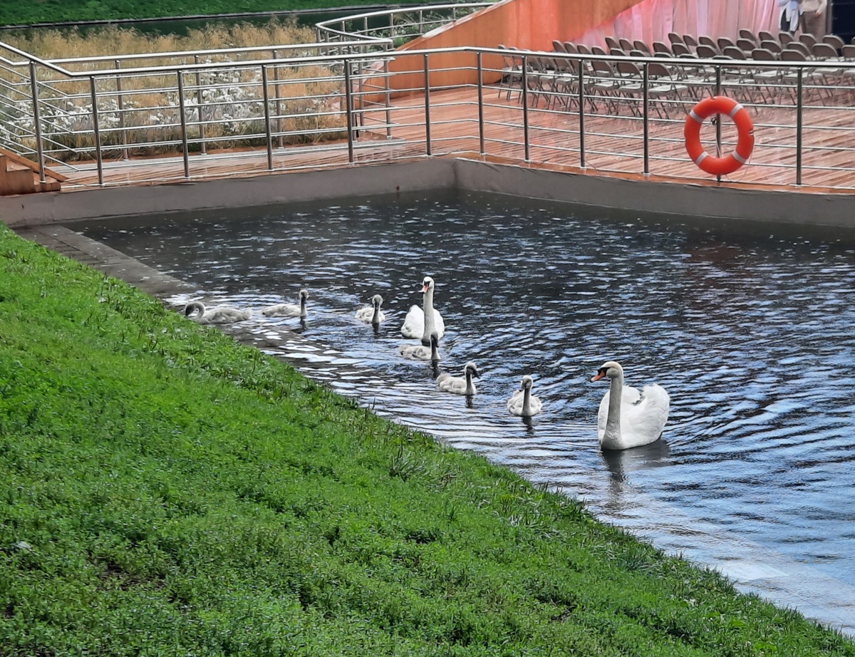 Семья лебедей на патриарших прудах 
