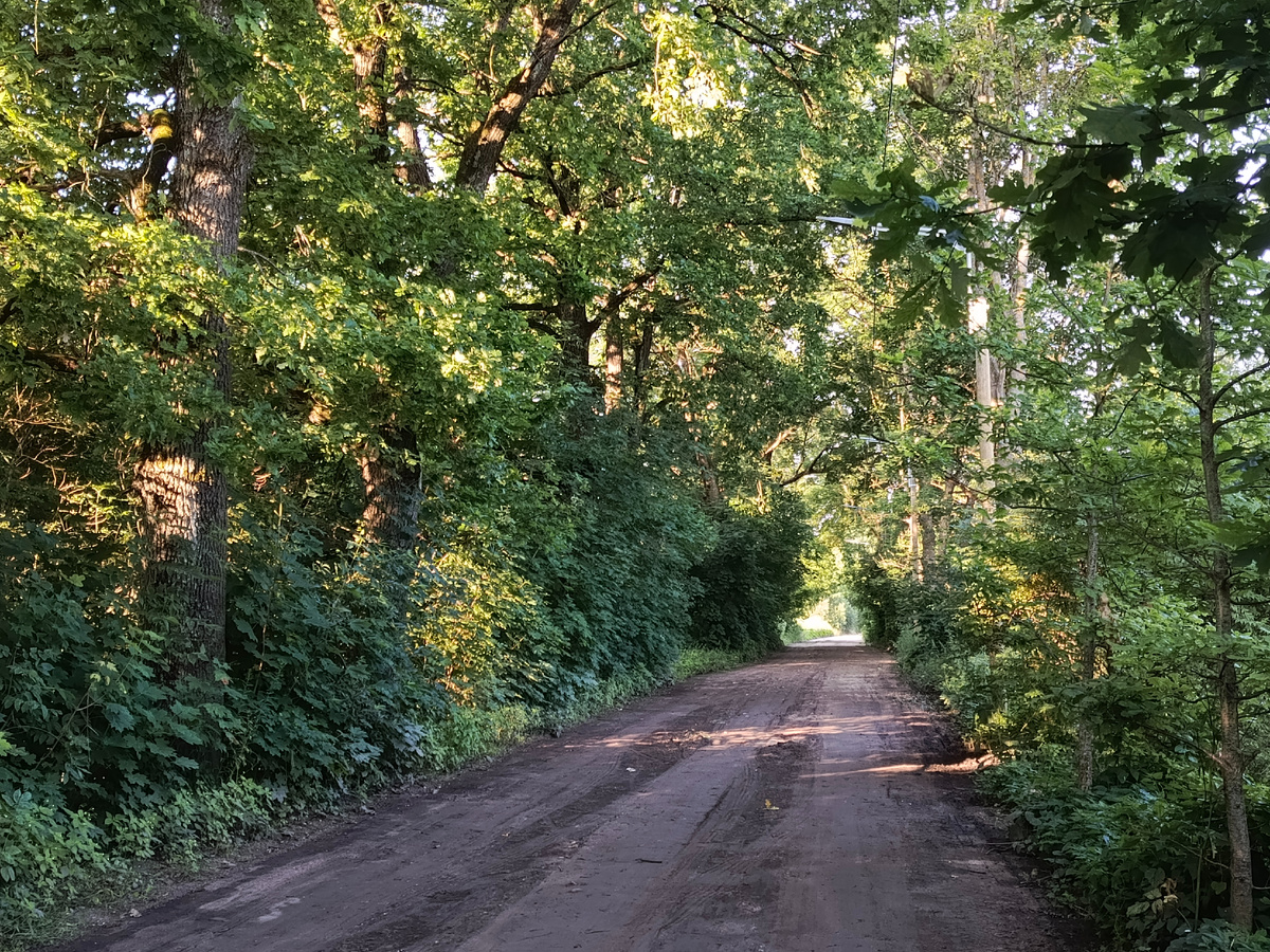 Раньше это был усадебный парк барона, а теперь просто лес.