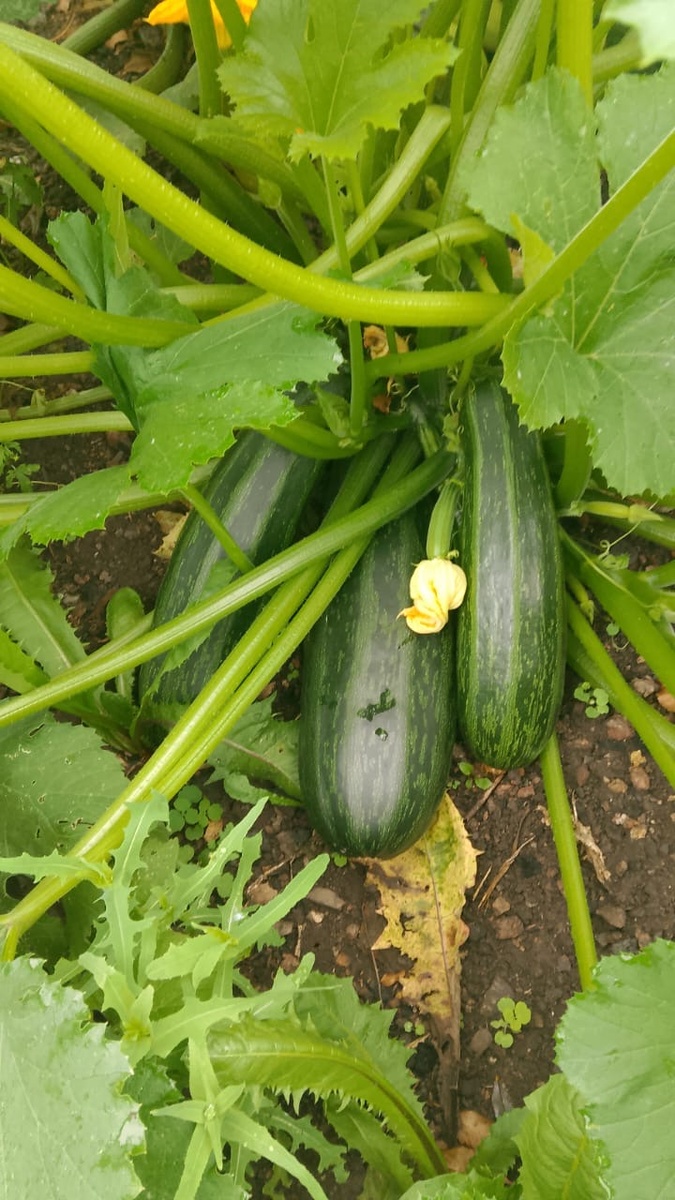 Один из моих кустиков. 