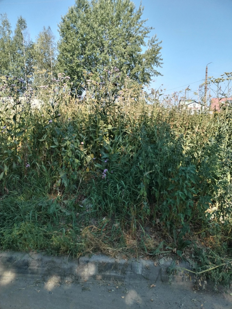    Горожане жалуются на лес из репейника и горы из мусора в Петрозаводскегруппа ВКонтакте "Подслушано в ПТЗ"