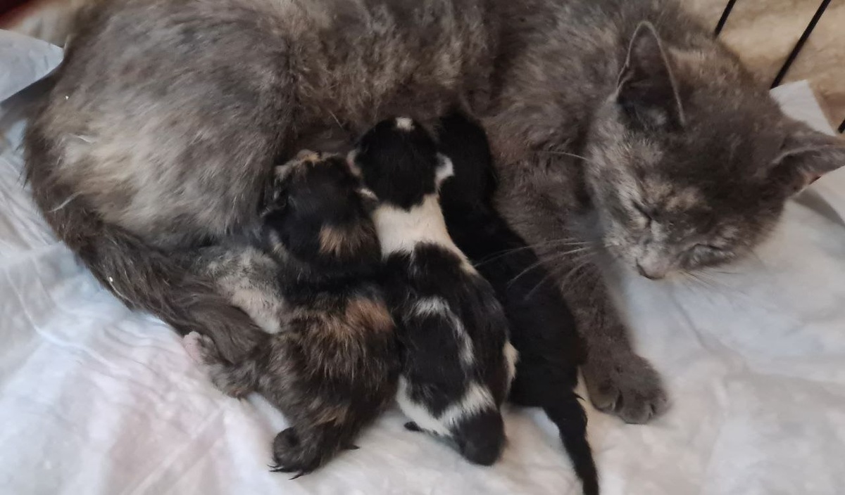 Веснушка с детками