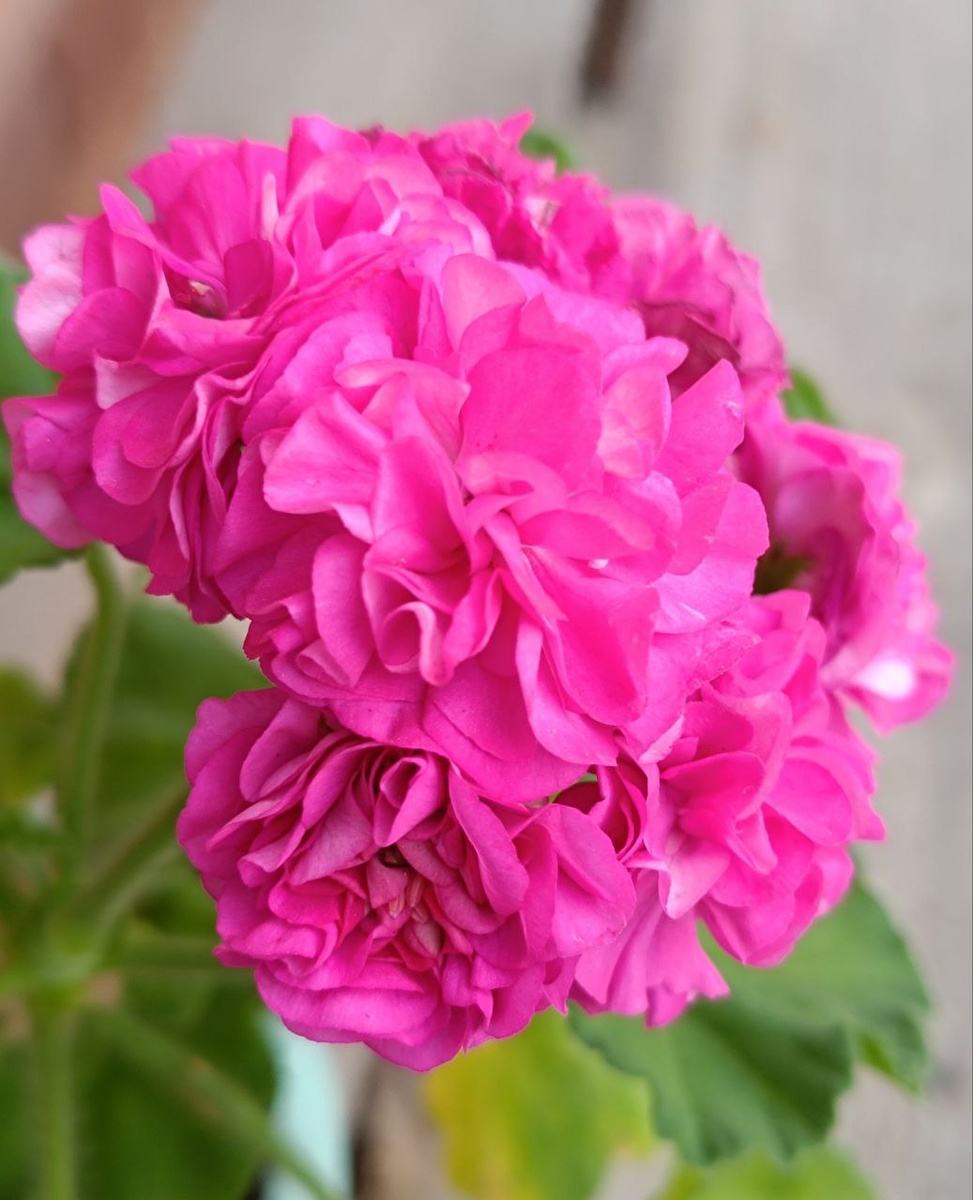 Ю Настасья Филипповна