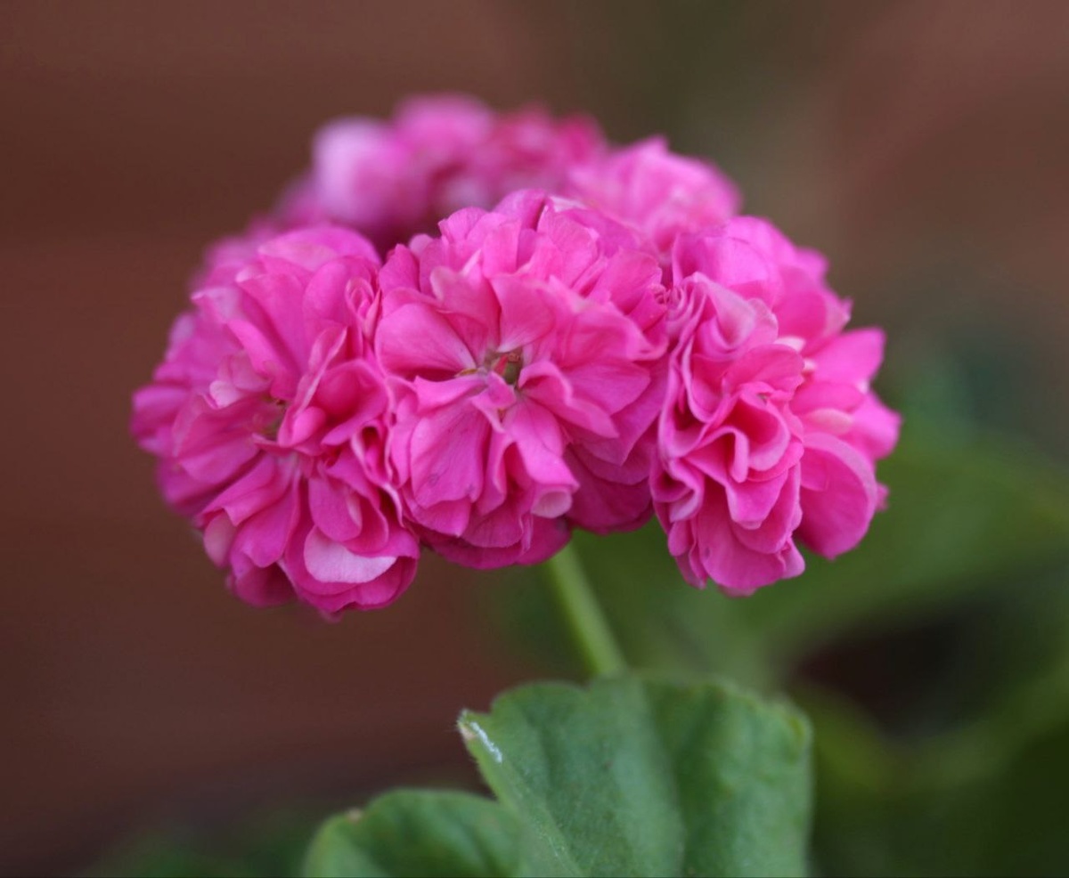 Ю Настасья Филипповна