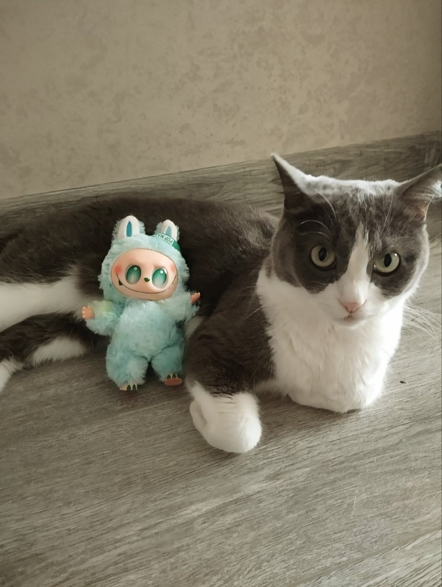 Наша Лабубу Безмятежность знакомится с котом.