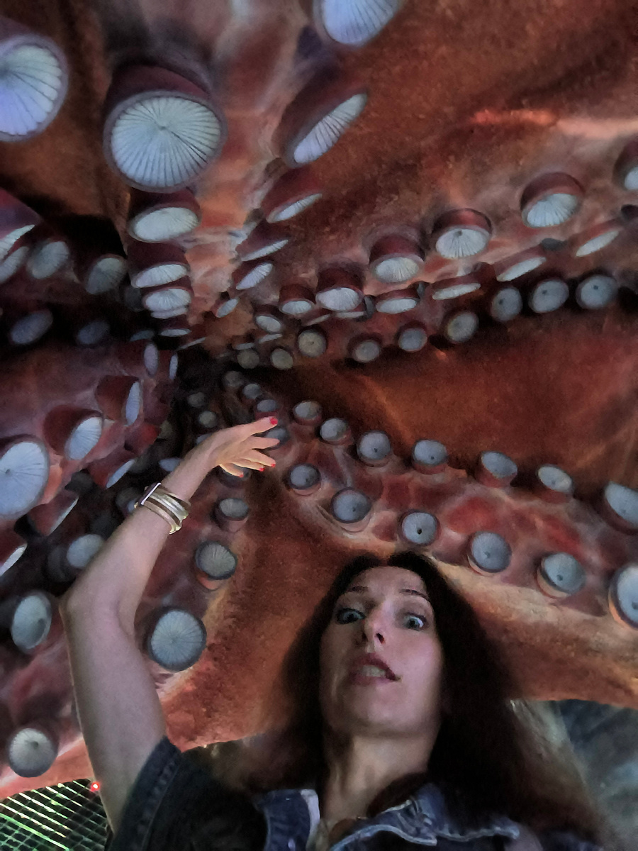 Кракен в Приморском океанариуме (© Анна, «Маяк энерджайзера»)