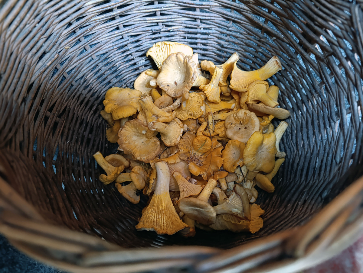 Небольшая кучка сушеных лисичек