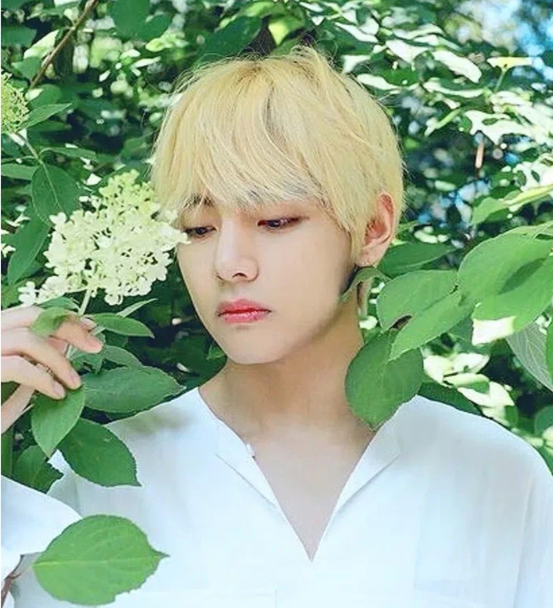 Милый дух сирени) 