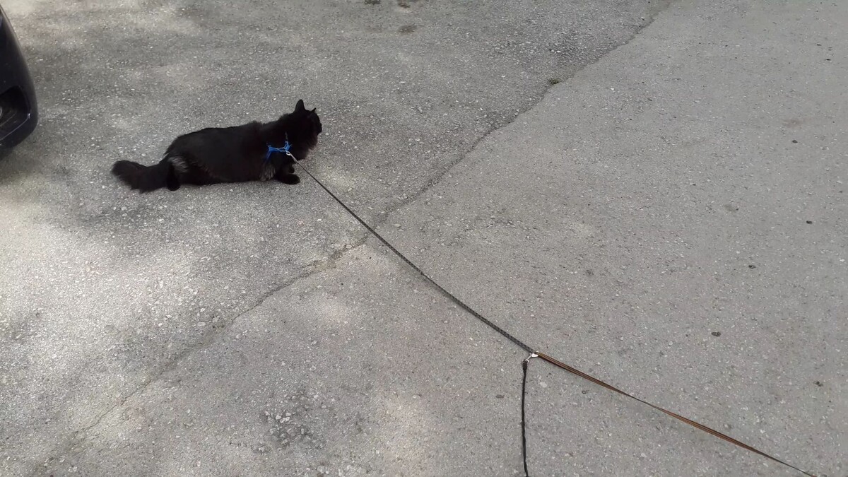 Мишка на асфальте