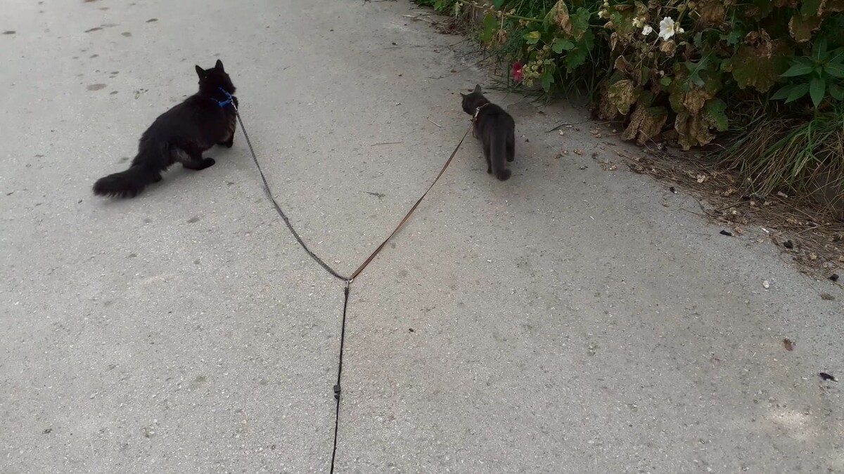 гуляют котики