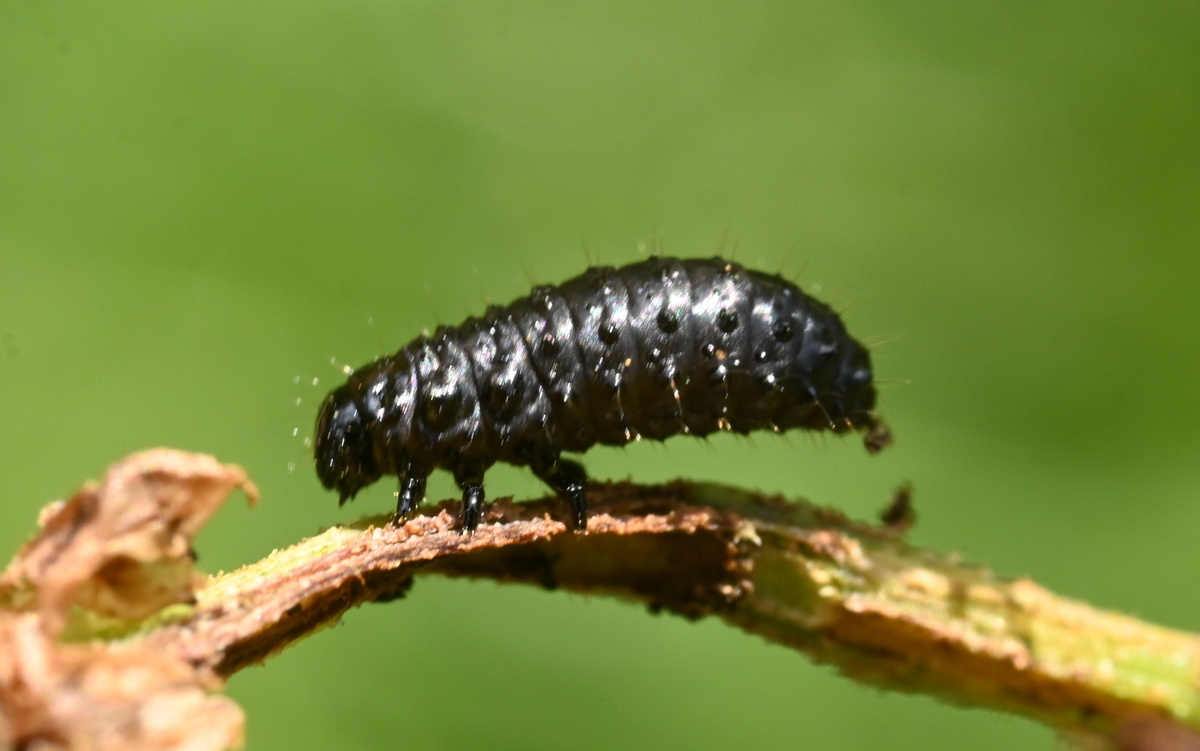 Личинка листоеда Gastrophysa viridula, Белоостров, 24 июня 25 года. Фото А.Морозевича. 