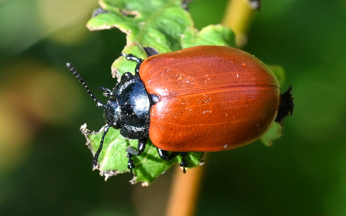Тополёвый листоед. У станции "Горы" Мга, лес, 18. 07.25. Фото А. Морозевича.