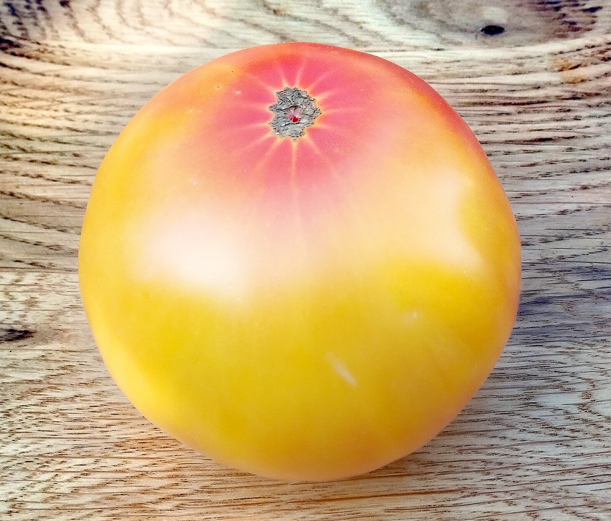 Фото автора от 26.07.2025г. Красавец плод гнома Потрясающий.