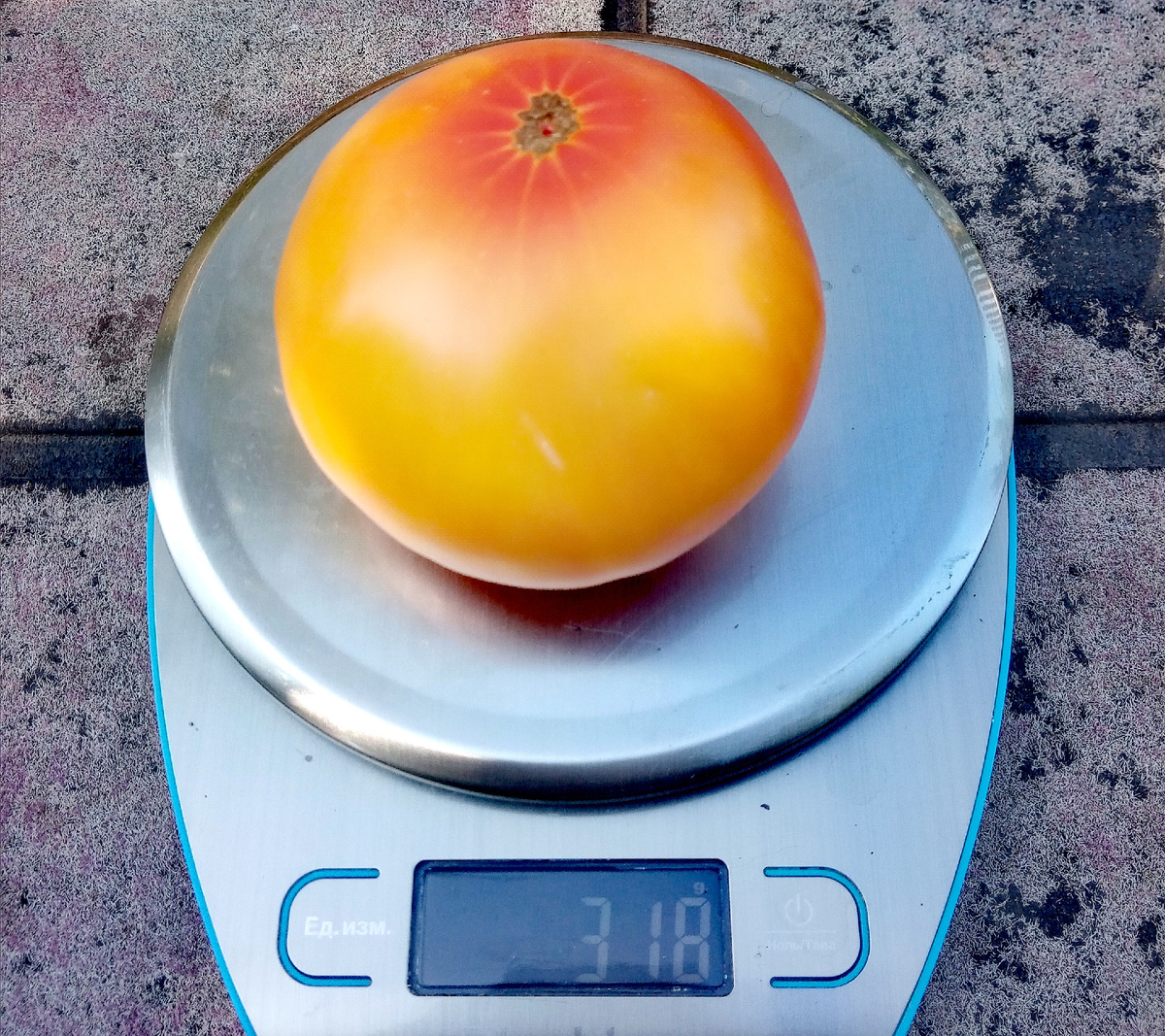 Фото автора от 26.07.2025г. Вес плода 318 граммов, неплохо для гнома!