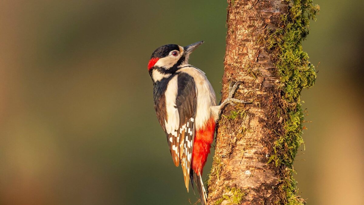 Фото с сайта: https://rutube.ru/video/473177000024a5967419d1060aa6b1d6/