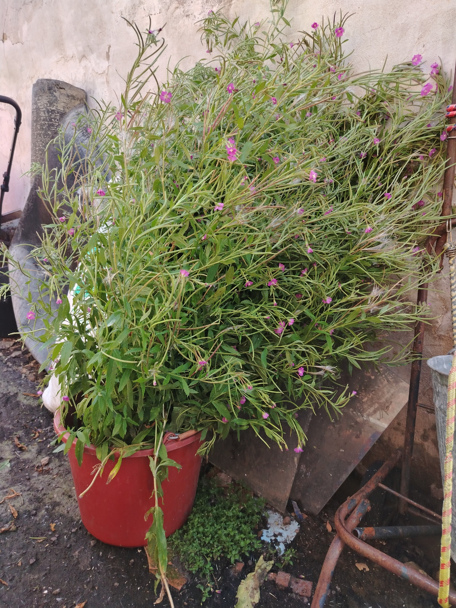 На моем участке растёт как сорняк кипрей узколистный. Сегодня срезала и поставила часть в ведро с водой. У кого-то розы и лилии, а у меня в "вазе" кипрей! А мне нравится! 