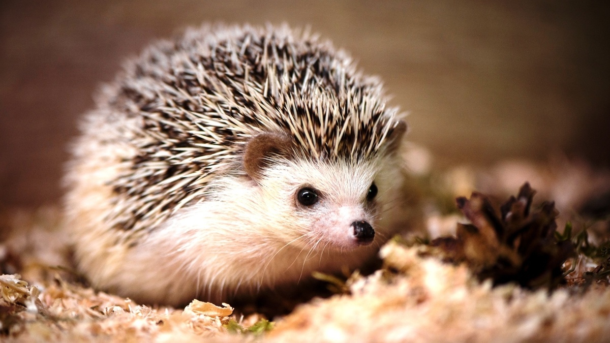 Фото с сайта: https://pichold.ru/zhivotnye/veselye-ezhiki-50-foto.html