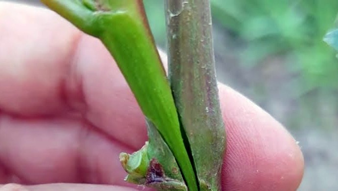 Летняя #прививка винограда выполняется для замены одного сорта на другой более продуктивный. Преимущество прививки над посадкой саженца в том что на второй год можно уже получить полноценный урожай нового сорта #винограда.

Один из вариантов подготовки виноградного куста и само выполнение прививки винограда смотрите в этом видео.

Комментируйте, подписывайтесь на канал о #винограде и смотрите новые #видео о винограде первыми. 


Смотрите также видео о выращивании винограда: