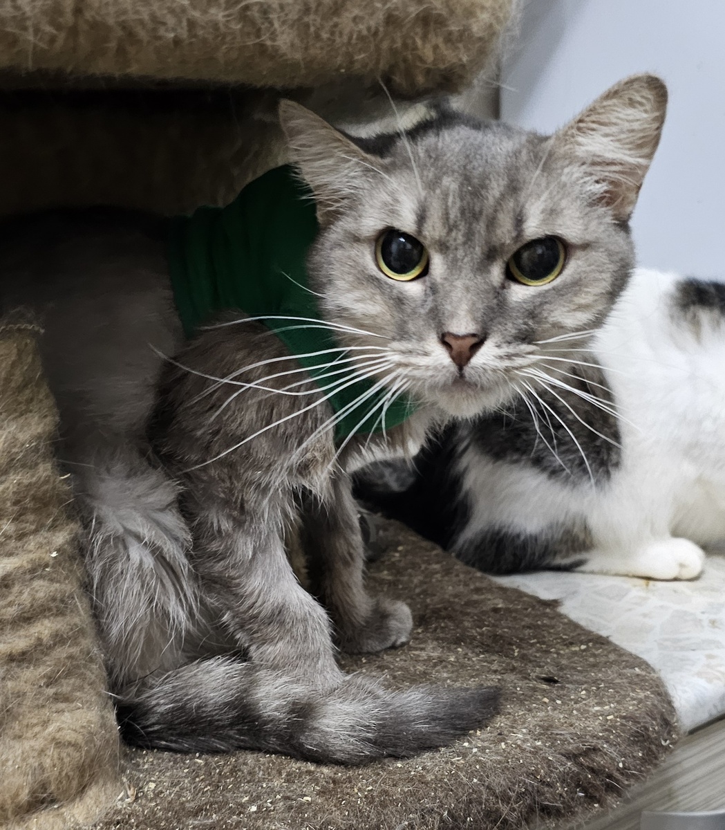 Фото автора. Наша Серая девочка.