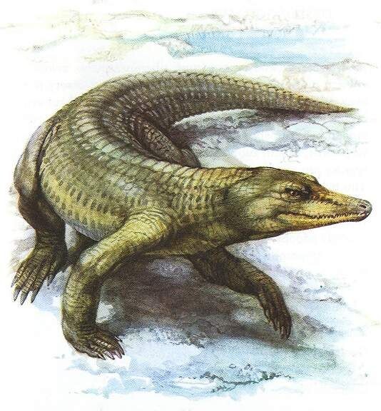 Возможно, диоплакс.