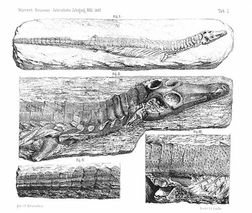 Голотип диоплакса.