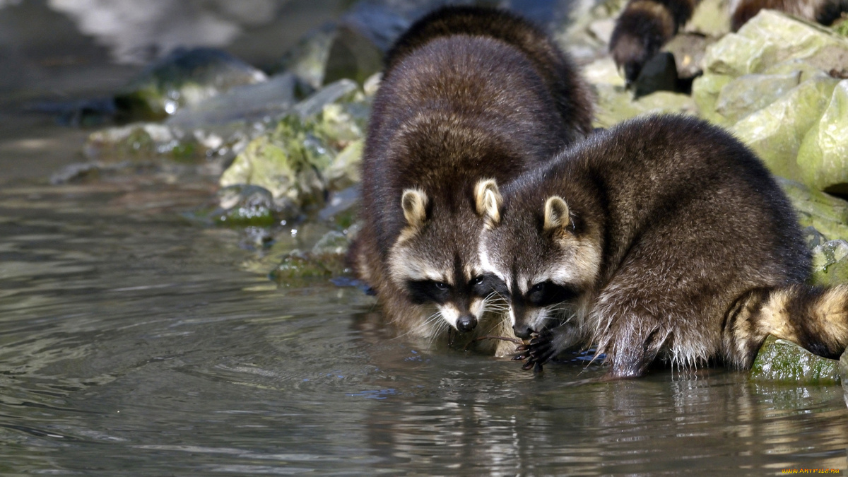 Фото с сайта: https://artfile.me/download/zhivotnye-enoty-920999/1920x1080