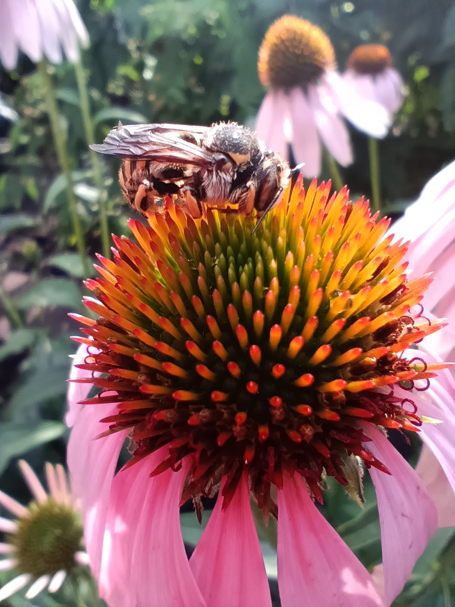 Пчëлка уснула в лучах заката на головке цветка эхинацеи. 