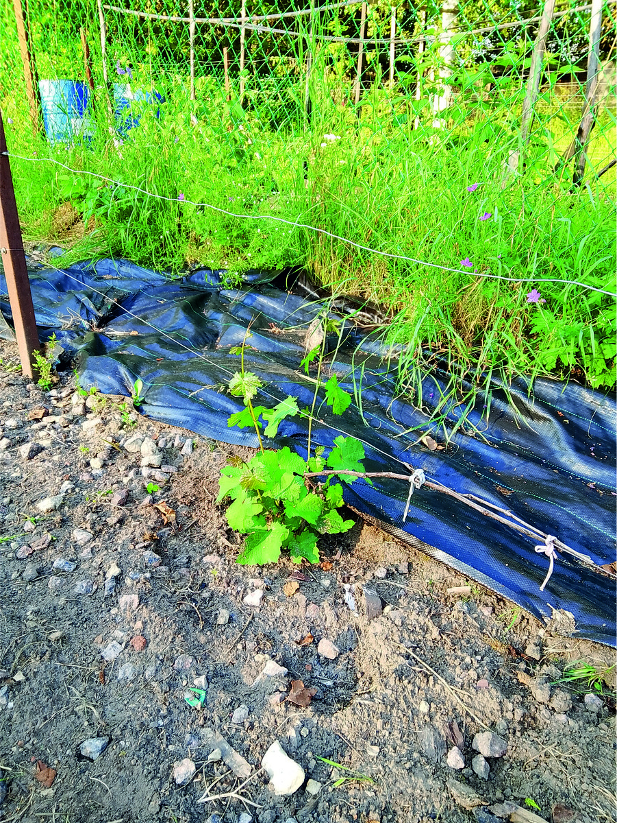 Каберне Фран 25.07.2025