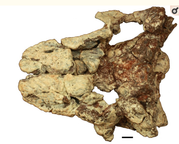Череп скутаркса.