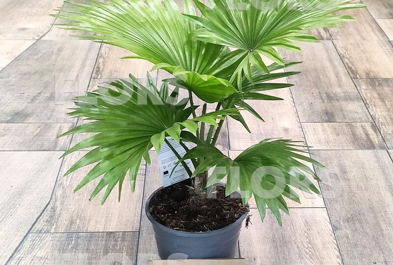 Пальмы для дома и офиса.