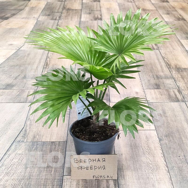 Ливистона круглолистная