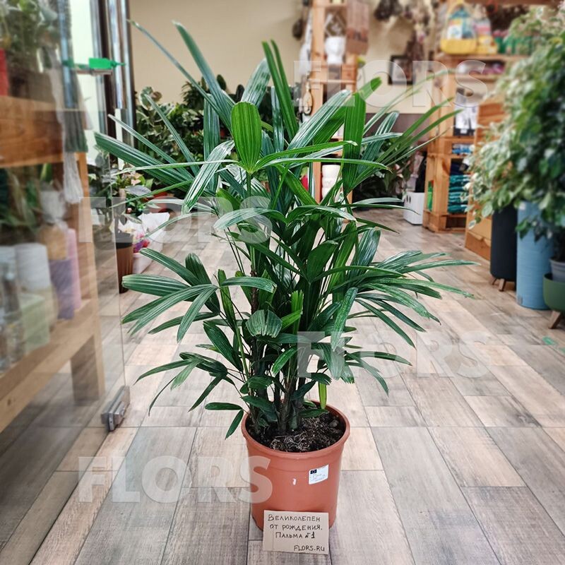 Рапис великолепный