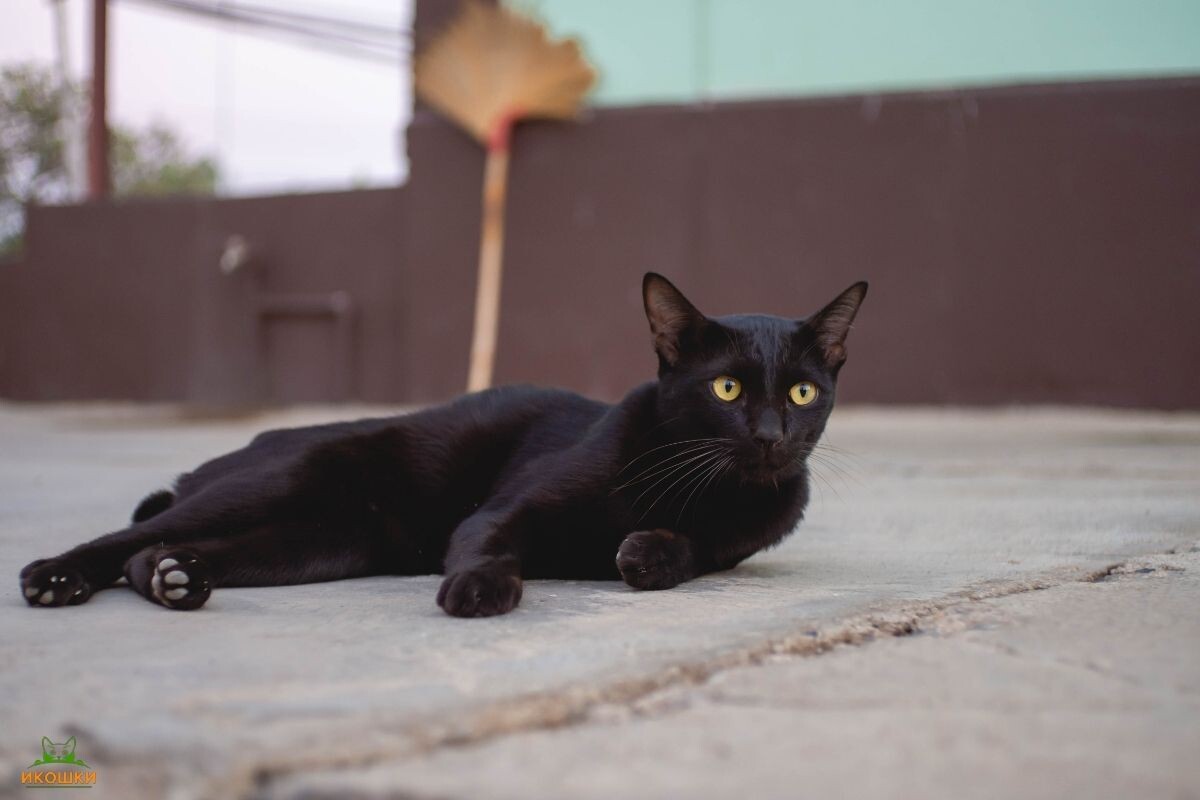 Кот лежит на бетоне 