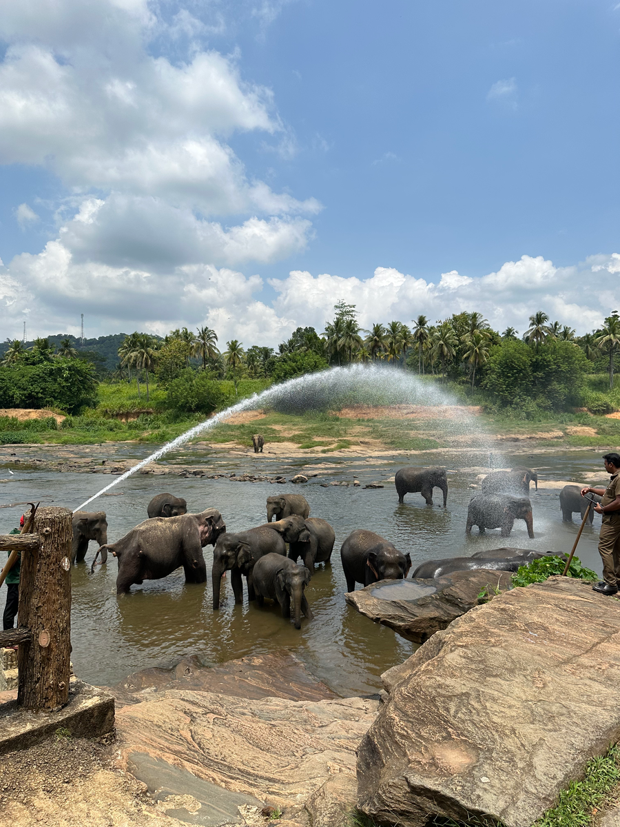 Купание слонов, Пиннавела