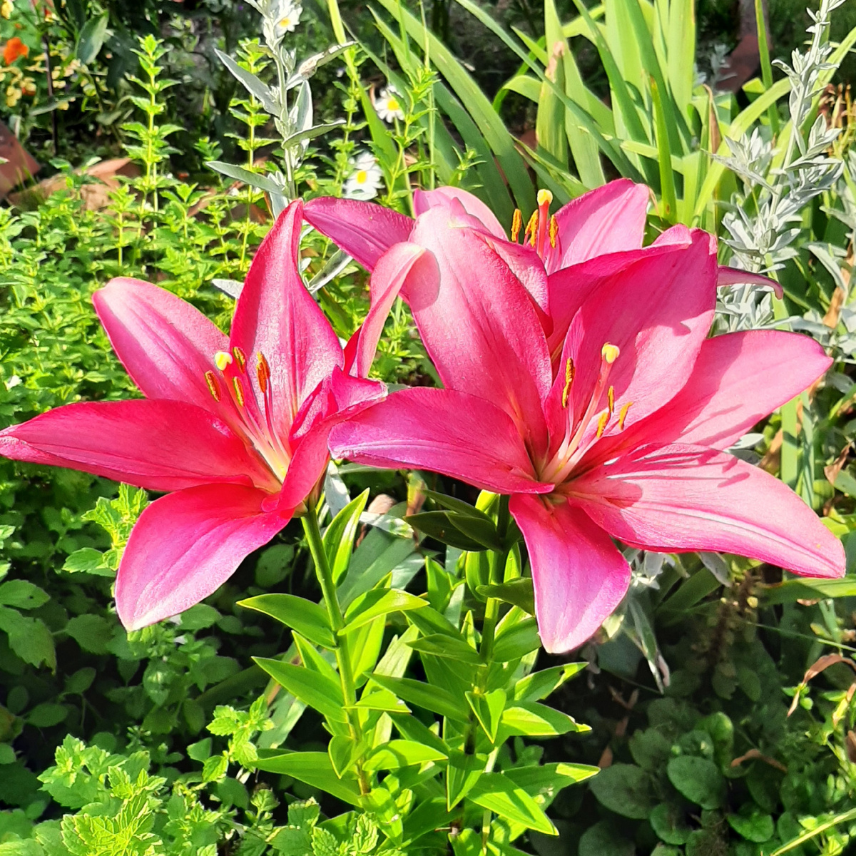 А лилии цветут