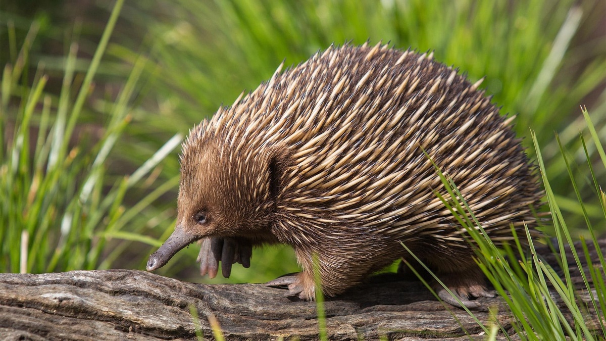 Фото с сайта: https://www.rbc.ru/life/news/649d42999a7947d9bf191579