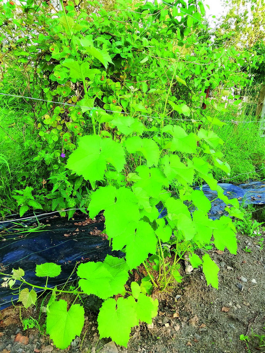 25.07.2025. песчаный грунт