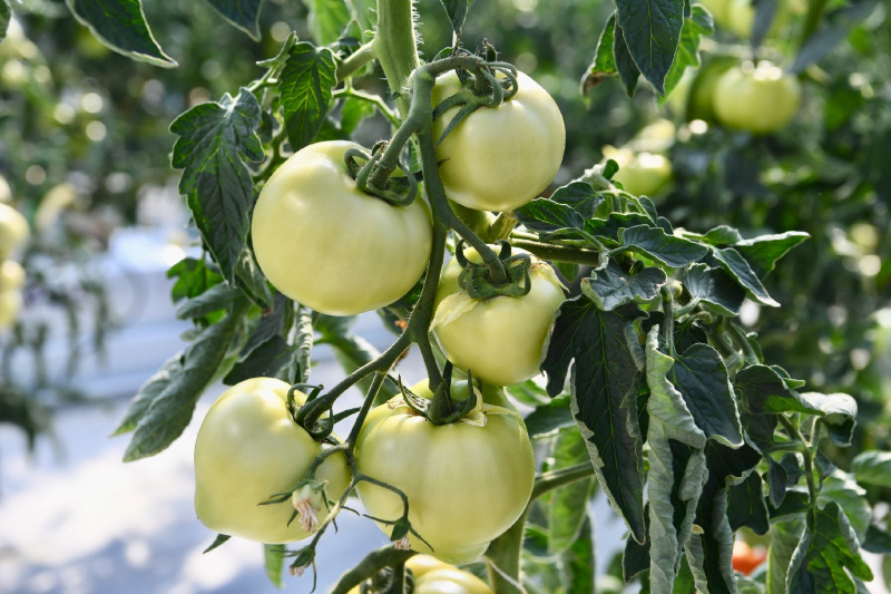    Помидоры растут в Карелии, не касаясь землиМинистерство сельского и рыбного хозяйства Карелии