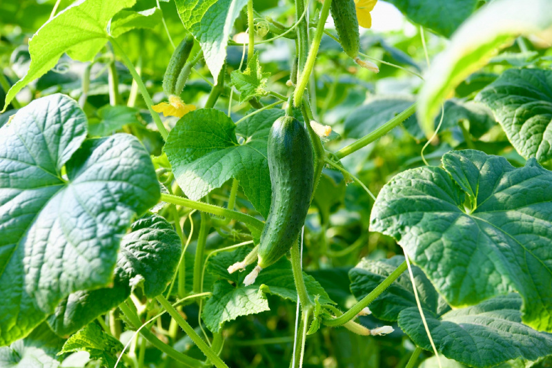    Помидоры растут в Карелии, не касаясь землиМинистерство сельского и рыбного хозяйства Карелии